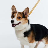 Fosse Collection (Pet Leash & Collar)
