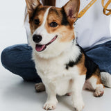 Fosse Collection (Pet Leash & Collar)