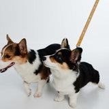 Fosse Collection (Pet Leash & Collar)