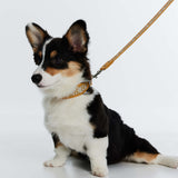 Fosse Collection (Pet Leash & Collar)