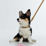 Fosse Collection (Pet Leash & Collar)